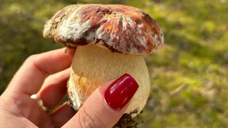 Грибы, которые я зря не замечала раньше: 5 съедобных видов для вашей корзины