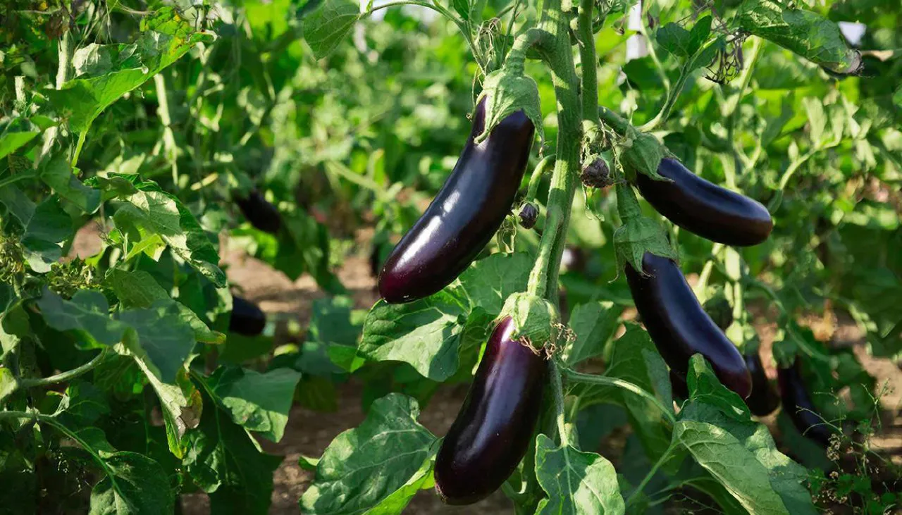 Баклажаны без хлопот: топ-5 надежных сортов — мясистая вкусная мякоть, точно не боятся холода и плодоносят как заводные.