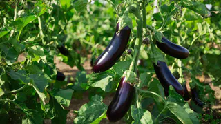 Баклажаны без хлопот: топ-5 надежных сортов — мясистая вкусная мякоть, точно не боятся холода и плодоносят как заводные.