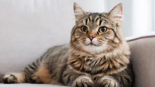 Что же произойдет с домашней кошкой, если ее не гладить?