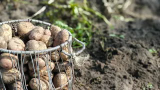 После уборки картошки - обязательно: 200 г на метр - и почва круче чернозема, лучшее питание