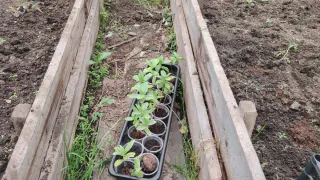 Сорняки на огороде: мои способы борьбы без изнурительной прополки