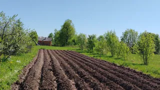 Забудьте про навоз: простая крупа из магазина превратит почву в плодородное «черное золото» — дачный секрет 2026 года