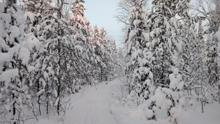 Мужчина и его четырехлетний сын замерзли насмерть в тайге Красноярского края