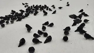 Юрист Ольга Ошкина предупредила о штрафах до 3 тысяч рублей за кормление голубей у дома