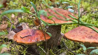 Июльские грибы: 5 самых вкусных видов и места, где они растут