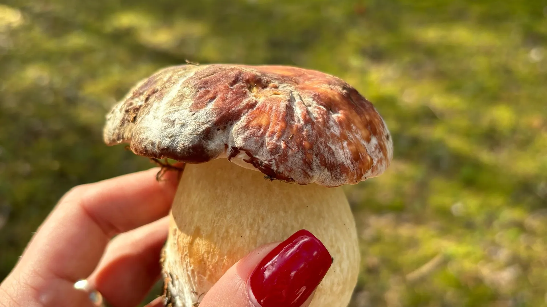 Не варите, не жарьте: 6 видов грибов, которые я ем сырыми и они вкуснее готовых