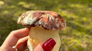 Не варите, не жарьте: 6 видов грибов, которые я ем сырыми и они вкуснее готовых