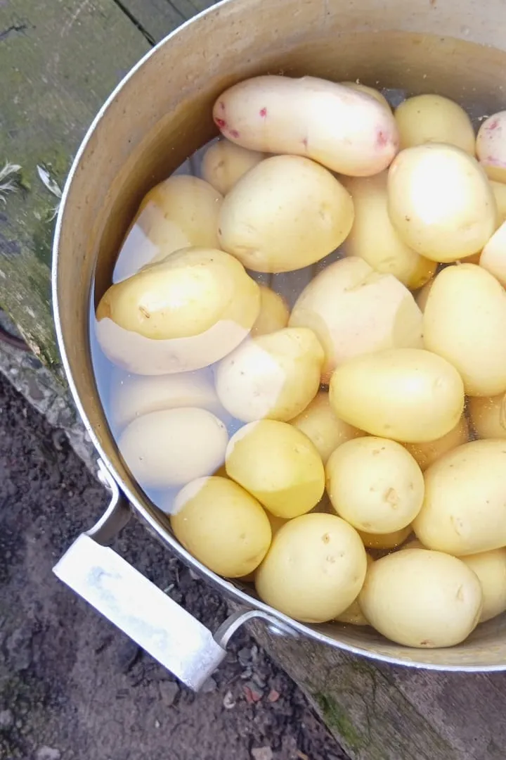 Нынче сажаю только 1 сорт картофеля - и с куста по 20 клубней: все крупные и ровные, идеальные на вкусную пюрешку