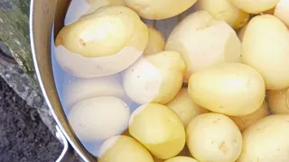 Нынче сажаю только 1 сорт картофеля - и с куста по 20 клубней: все крупные и ровные, идеальные на вкусную пюрешку